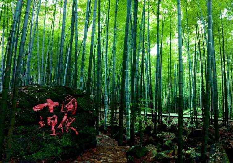 神秘竹海究竟有多美？新《诛仙》手游再现茂林修竹（竹海里古怪的花梦幻新诛仙）