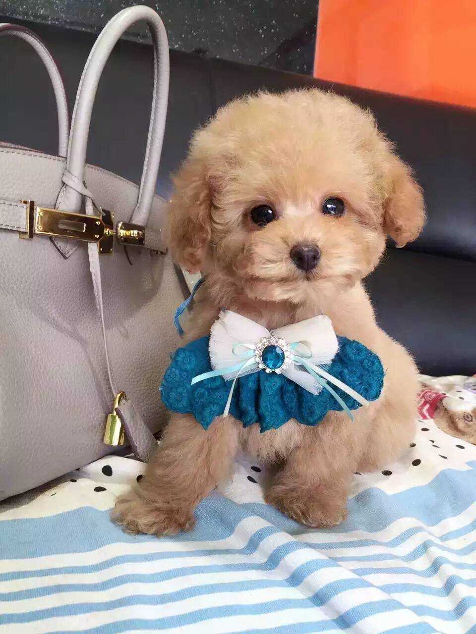 新手养泰迪：全面攻略指南，一篇让你不迷茫（新手养泰迪狗）