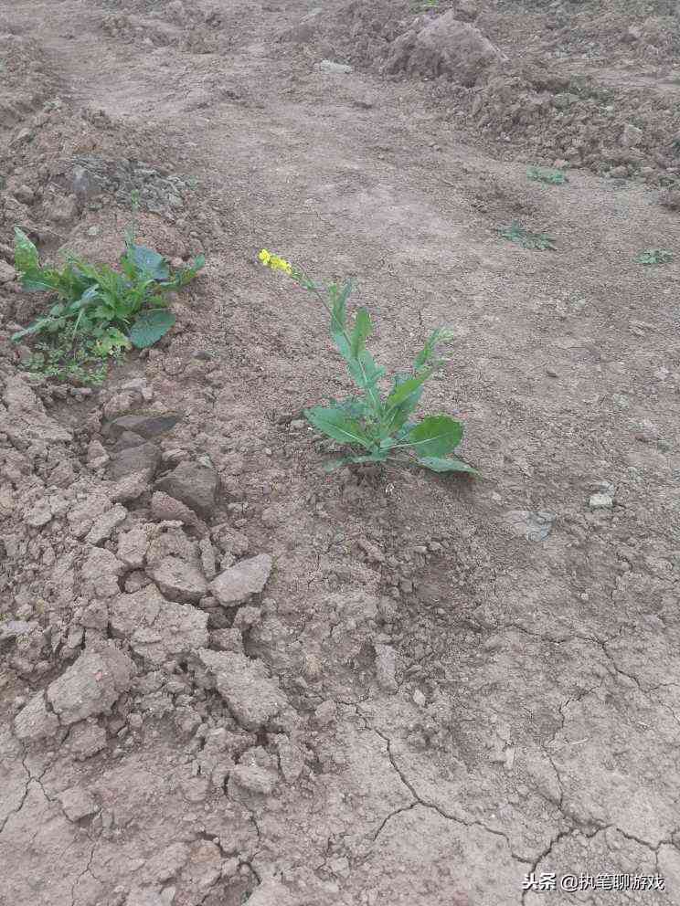 《明日之后》7级高级挖矿工:苦尽甘来不容易,全凭一个专属矿!