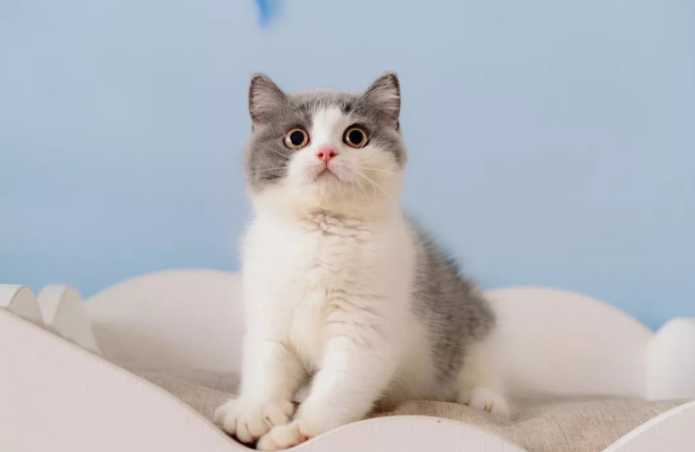 新手低成本养英短｜月均300养英短攻略（饲养英短的新手指南）