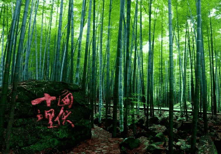 神秘竹海究竟有多美?新《诛仙》手游再现茂林修竹